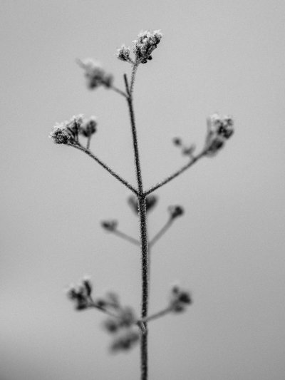 Parmi les fleurs 5 - Teis Albers
