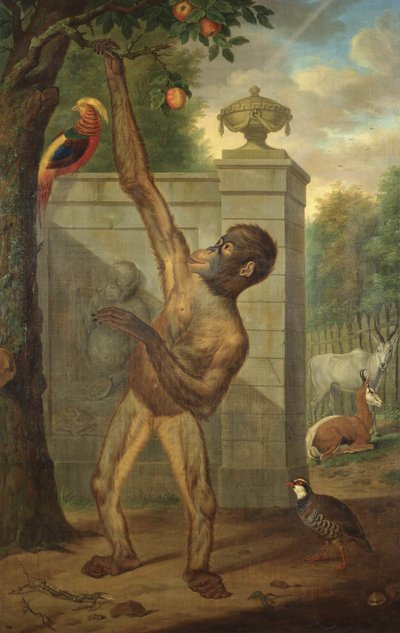 Orang-outan du zoo de Stadholder Willem V, cueillant une pomme - Tethart Philipp Christian Haag