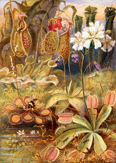 Un groupe de plantes carnivores, illustration de 