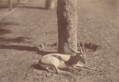 [Gazelle couchée contre un arbre] - Théodule Devéria