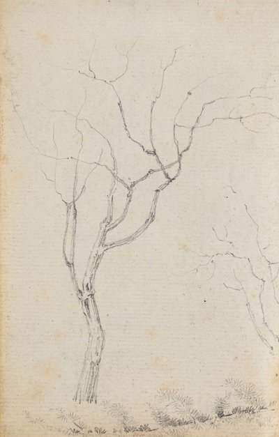 Étude de petits arbres avec des arbustes bas en dessous (verso) - Thomas Baxter