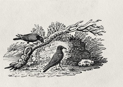 Corbeaux (Corvus corone corone) de 