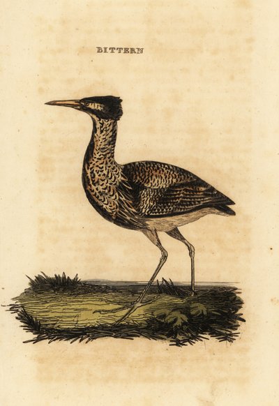 Butor étoilé ou grand butor, Botaurus stellaris - Thomas Bewick