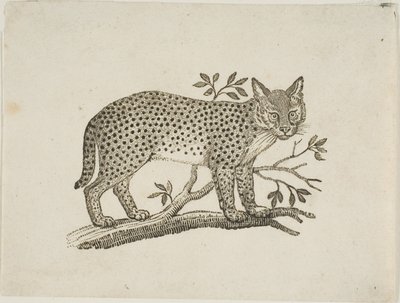 Le serval - Thomas Bewick