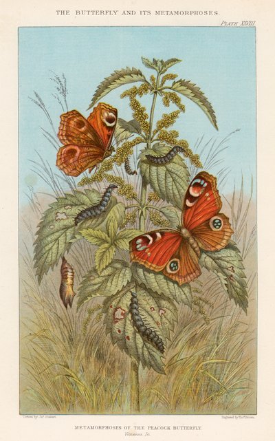 Métamorphoses du papillon paon, 1888 - Thomas Brown