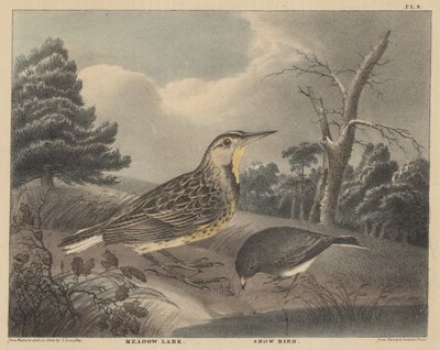 Alouette des prés et oiseau des neiges, de 