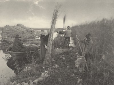 Pendant la récolte du roseau, 1886 (photo) - Thomas Frederick Goodall