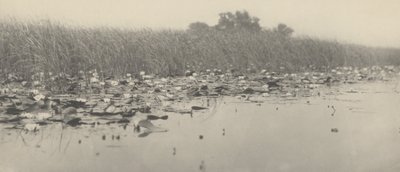 Nymphéas,1886 (photo) - Thomas Frederick Goodall