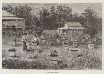 Un rucher du Queensland - Thomas Harrington Wilson