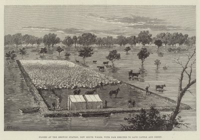Inondations à la station Brewon, Nouvelle-Galles du Sud, avec barrage érigé pour sauver le bétail et les moutons - Thomas Harrington Wilson
