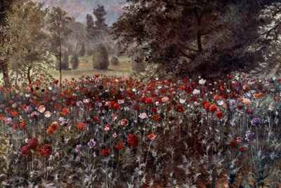 Jardins de Kew : Les parterres de pavots - Thomas Mower Martin