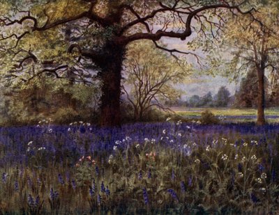 Jardins de Kew : Jacinthes sauvages - Thomas Mower Martin