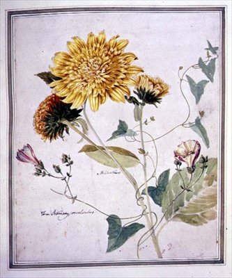 Helianthus et Convolvulus - Thomas Robins