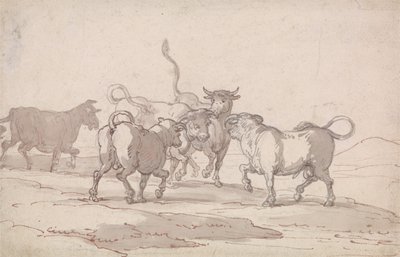 Un groupe de cinq taureaux sur le point de se battre - Thomas Rowlandson