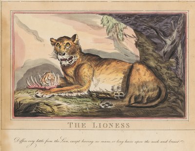 Lot de huit avec page de titre. « Animaux étrangers et domestiques ». 4. Le tigre - Thomas Rowlandson