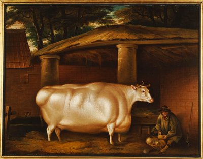 La génisse blanche qui a voyagé, avec un homme tranchant des navets dans une cour d