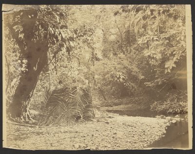 [Scène de jungle : Vue d