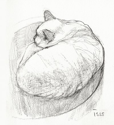 Un chat bien au chaud, tout recroquevillé - Tore Bahnson