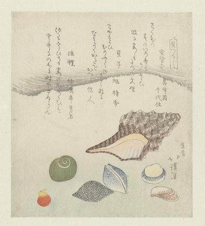 Coquille de réflexion, coquille d
