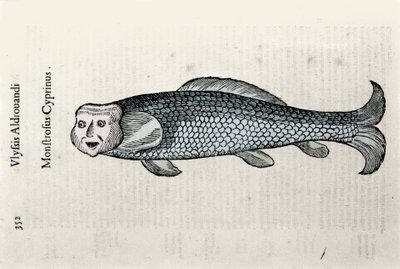 Représentation de poisson Nicolas Plate illustrée avec un manuscrit d