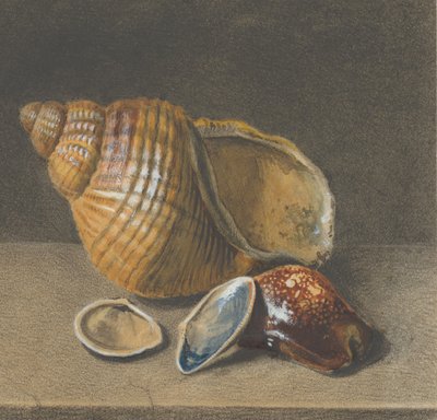 Un cauri, et une plus grande et deux plus petites coquilles, fin 17e-milieu 18e siècle - Unbekannt