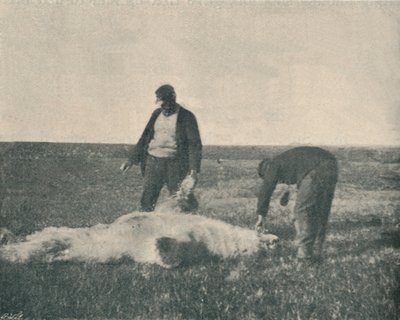 Un ours mort sur l