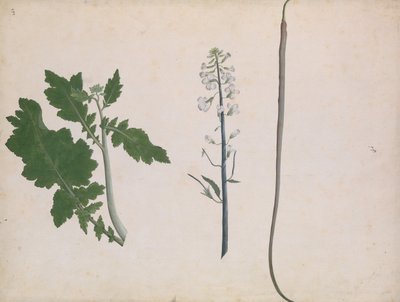 Une plante de radis, graine et fleur - Unbekannt