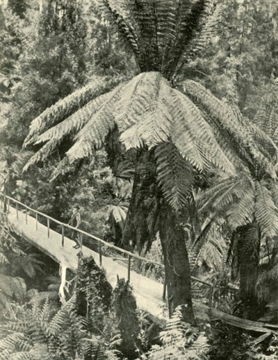 Un pont rustique, 1901 - Unbekannt