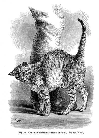 Un chat en état d