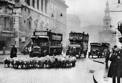Un troupeau de moutons sur le Strand, Londres, 1926-1927 - Unbekannt
