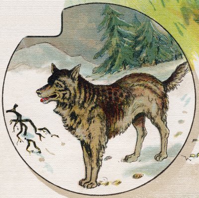 Un loup dans la neige. Gravure dans « ABC L