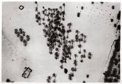 Vue aérienne des ombres de palmiers dans le désert arabique, depuis un Zeppelin, 1931-1933 - Unbekannt