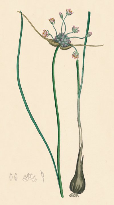 Allium oleraceum, var. genuinum. Ail des champs, var. a - Unbekannt