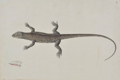 Un lézard Bish-Khopra indien, vers 1790 - Unbekannt