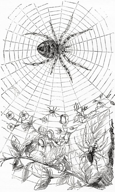Une araignée tisseuse ou aranéide. - Unbekannt