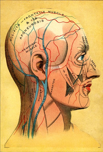 Tableau anatomique, la tête - Cuir chevelu : drainage veineux - Unbekannt