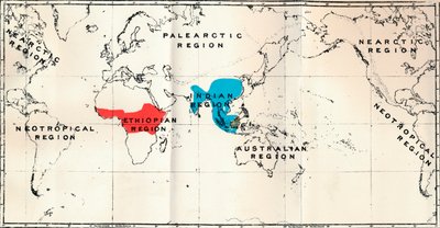 Anthropoidea - Carte de distribution des genres Semnopithecus Bleu, Nasalis Marron, Colobus Rouge, 1897 - Unbekannt