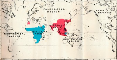 Anthropoidea - VI. Carte de distribution des différentes espèces Bleu et Macacus Rouge - Unbekannt