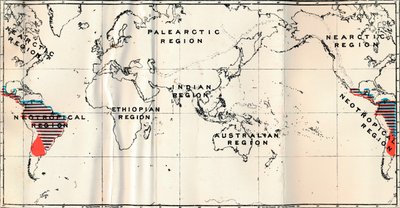 Anthropoidea - V. Carte de distribution des familles Hapalidae en rouge, et Cebidae en bleu, 1897 - Unbekannt