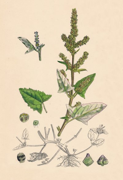 Atriplex deltoidea. Arroche à feuilles triangulaires - Unbekannt