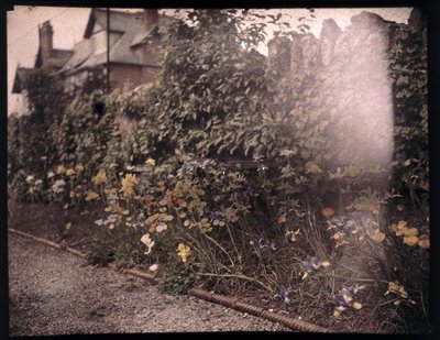 Autochrome de fleurs, vers 1908 - Unbekannt