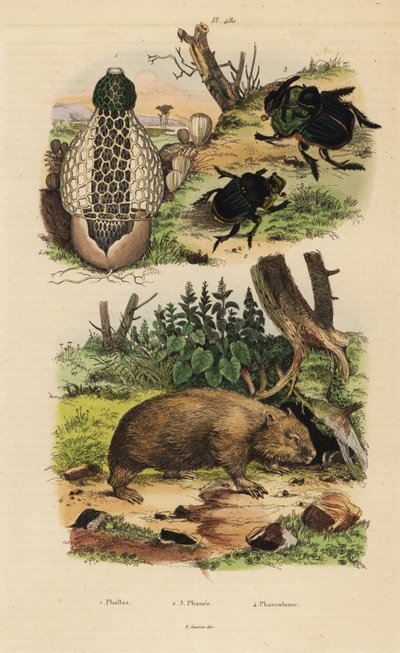 Champignon bambou, Phallus indusiatus, scarabées bousiers, Coprophanaeus ensifer et Diabroctis mimas, et wombat commun, Vombatus ursinus - Unbekannt