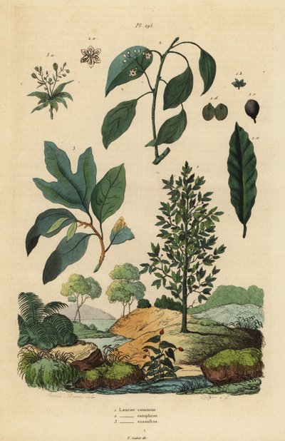 Laurier-sauce, Laurus nobilis, camphrier, Cinnamomum camphora, et sassafras, Sassafras albidum - Unbekannt