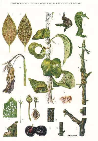 Planche botanique / Parasites des arbres fruitiers - Unbekannt