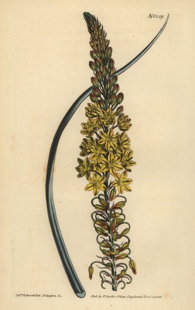 Bulbine asphodeloides (Anthericum à feuilles glauques, Anthericum longiscapum) - Unbekannt