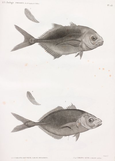 Caranx Sauteur & Caranx Lune - Unbekannt