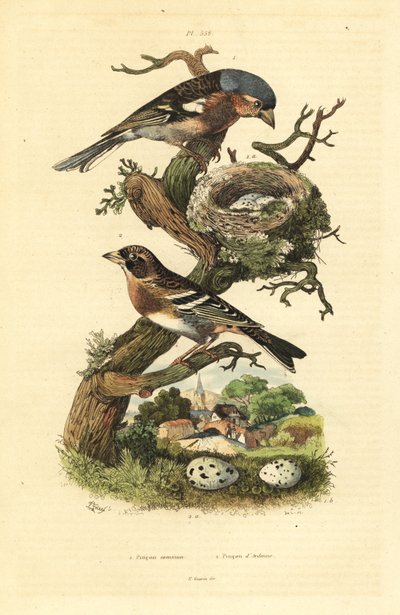 Pinson des arbres, Fringilla coelebs, nid et œufs, et pinson du Nord, Fringilla montifringilla avec œufs - Unbekannt