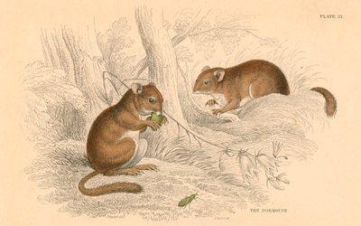 Loir commun Muscardinus arvellanarius, rongeur hibernant, 1828 - Unbekannt