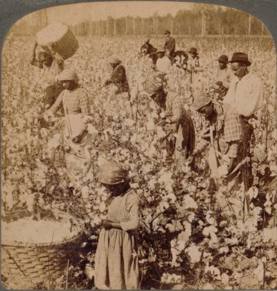 Le coton est roi - scène de plantation avec des cueilleurs au travail. Géorgie, vers 1900 - Unbekannt