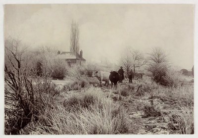 Vaches dans un champ givré - Unbekannt
